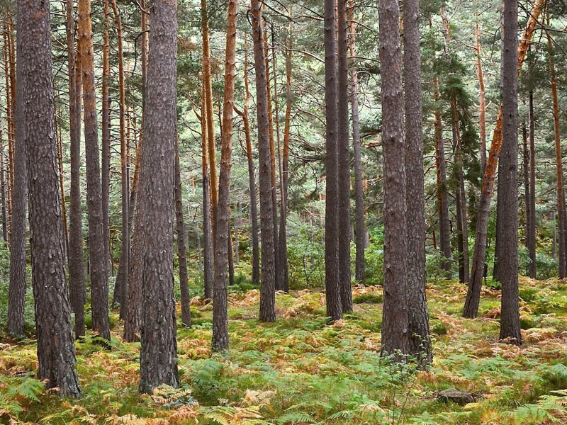 bosque-pinos.jpg